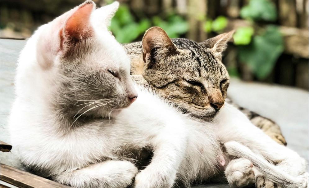 arrivée d'un nouveau chat