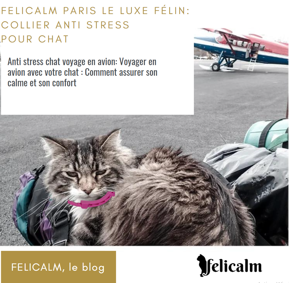 chat dans l avion