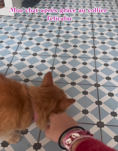 LILI essaie le collier calmant félicalm pour chat.