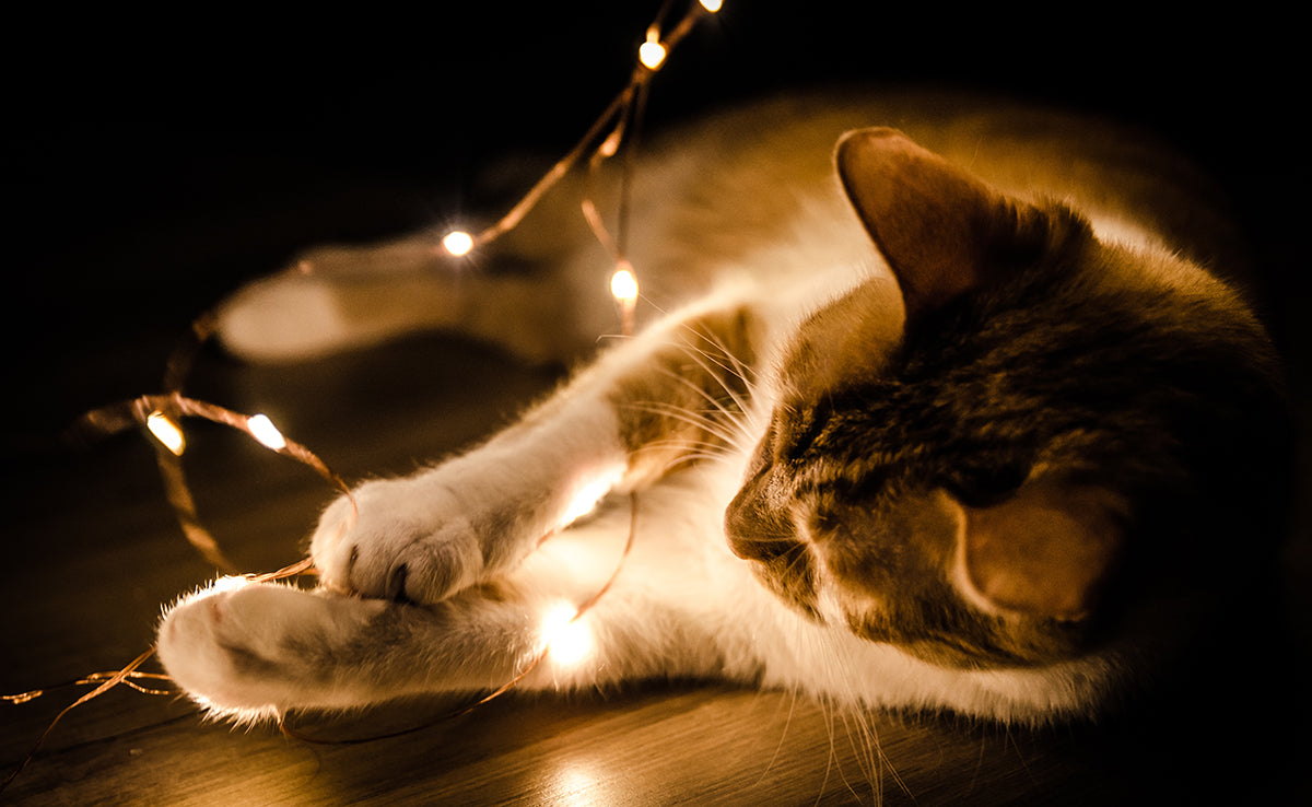 mon chat a peur la nuit