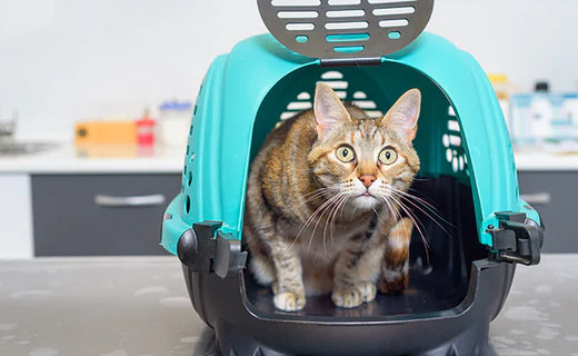 mon CHAT STRESS DANS SA CAISSE de transport