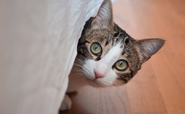 chat qui a peur du bruit