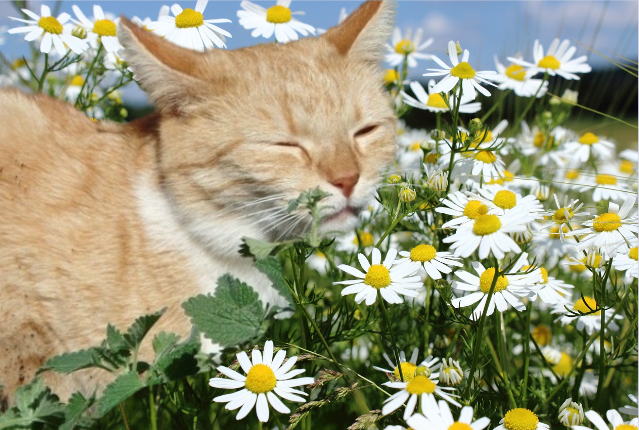 Apaiser les Chats : pour Calmer lors de Déménagements, Déplacements, Voyages, Travaux, Fêtes et Chaleurs :Le Pouvoir de la Camomille