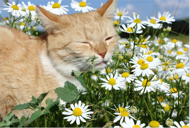 la camomille plante clamante pour mon chat
