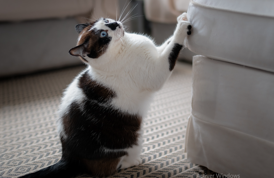chat qui griffe un canapé