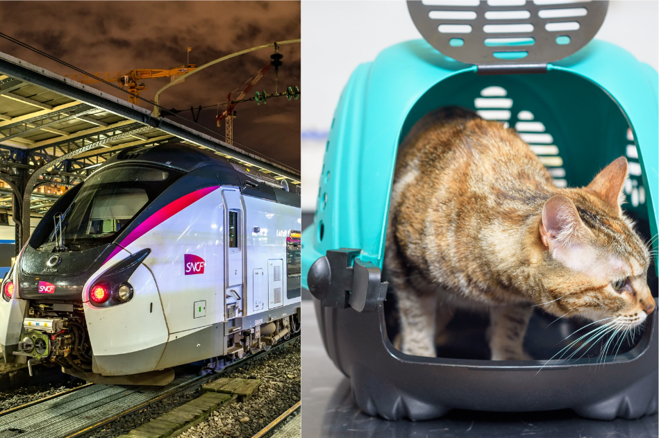 Voyager en train avec votre chat: CHAT SNCF les règles pheromone chat , phéromone chat , décontractant chat ,calmant chat, antistress chat,anti stress chat ,phéromone antistress chat