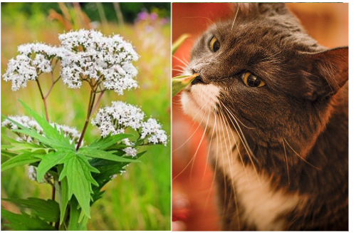 Calmer mon Chat Le Pouvoir Apaisant de la Valériane