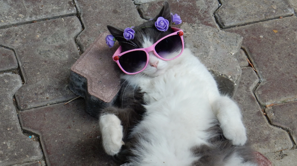 CHATTE EN CHALEUR, CHATTE AMOUREUSE pheromone chat , phéromone chat , décontractant chat ,calmant chat, antistress chat,anti stress chat ,phéromone antistress chat