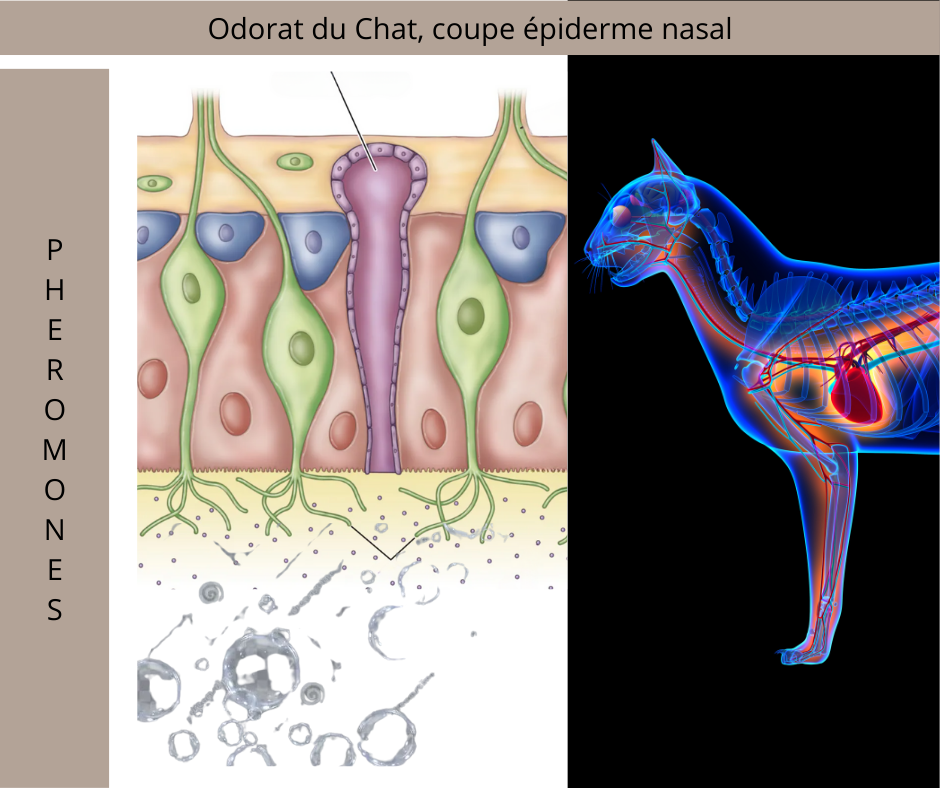 Phéromones félines, comment ça marche ?Phéromones Féline? F3 , F4 ? C’est QUOI?