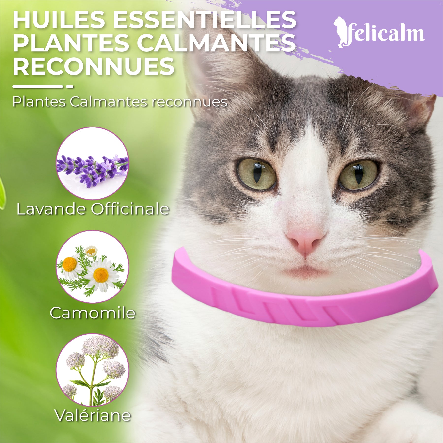 Pack Anti-Stress Chat – 2 Colliers & Spray Phéromone Valériane