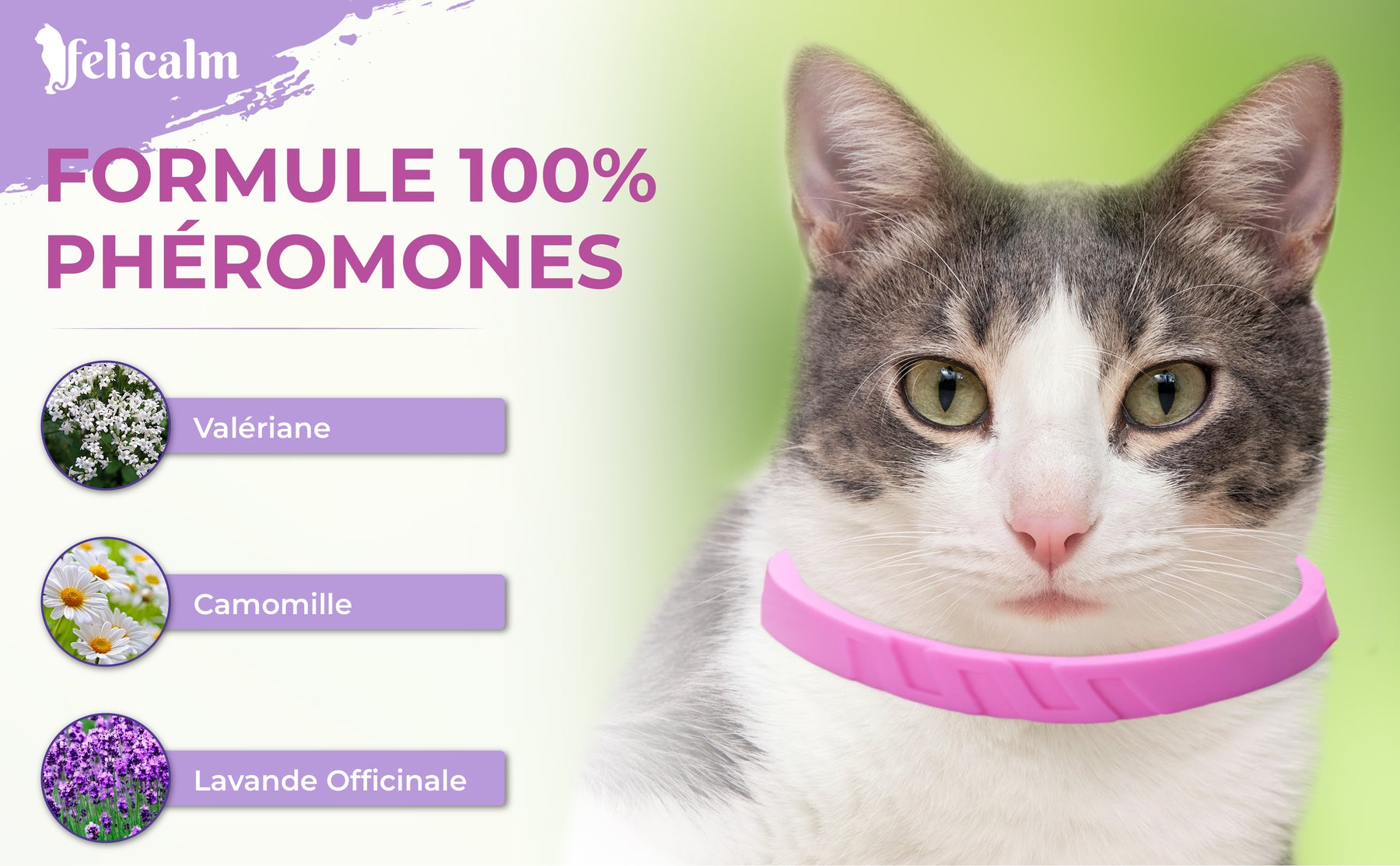 COLLIER ANTI STRESS POUR CHAT -VALERIANE PHEROMONE- BONHEUR et CONFIANCE