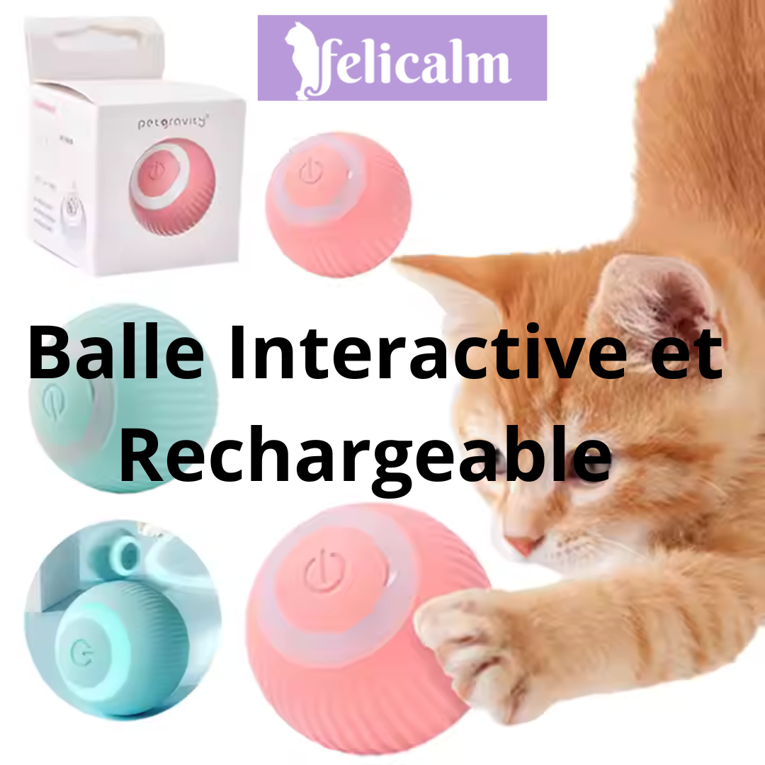 chat Enjoué qui joue avec balle interactive rose