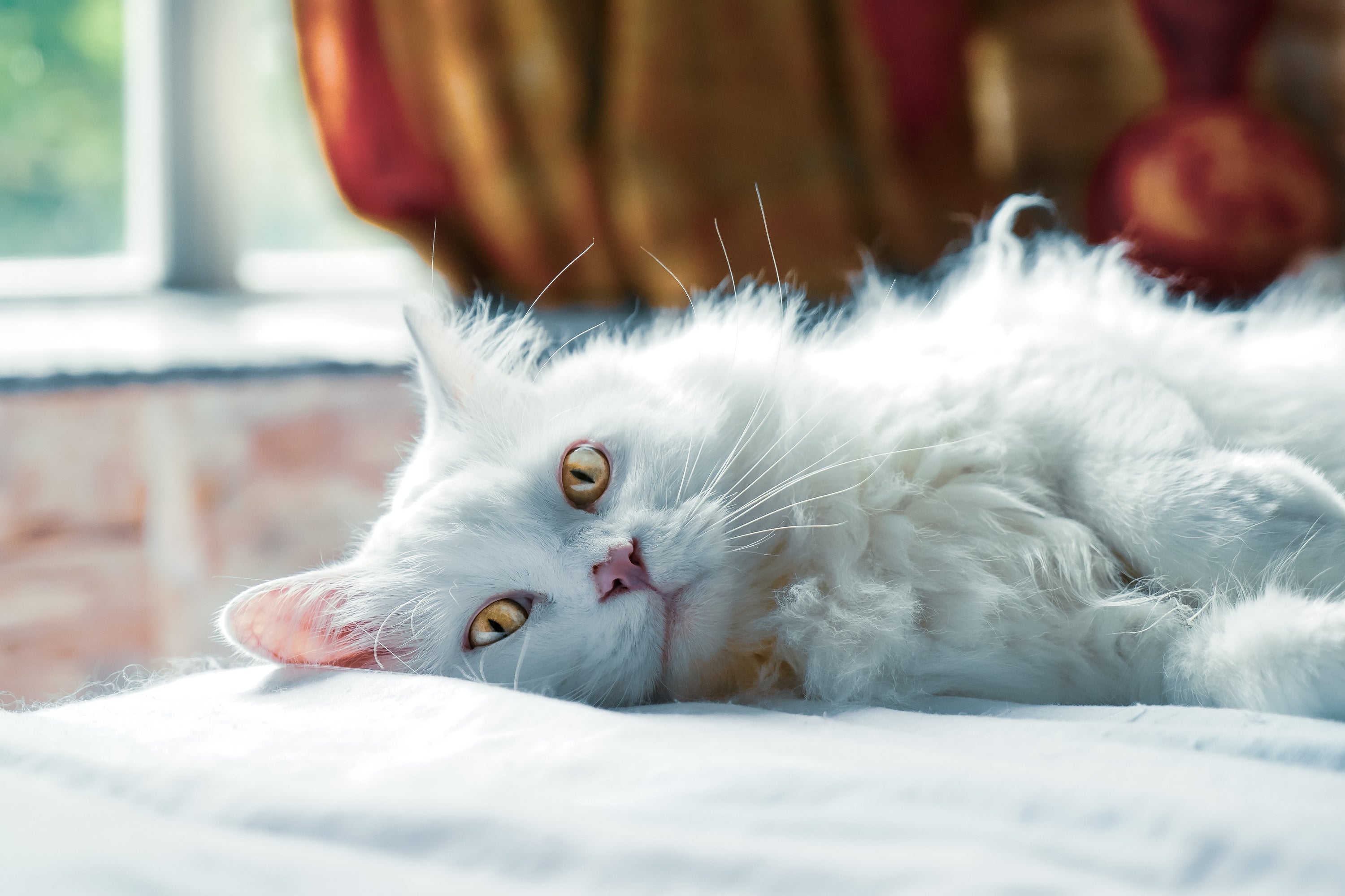 Chat heureux et détendu allongé sur un coussin, montrant un comportement calme et apaisé.