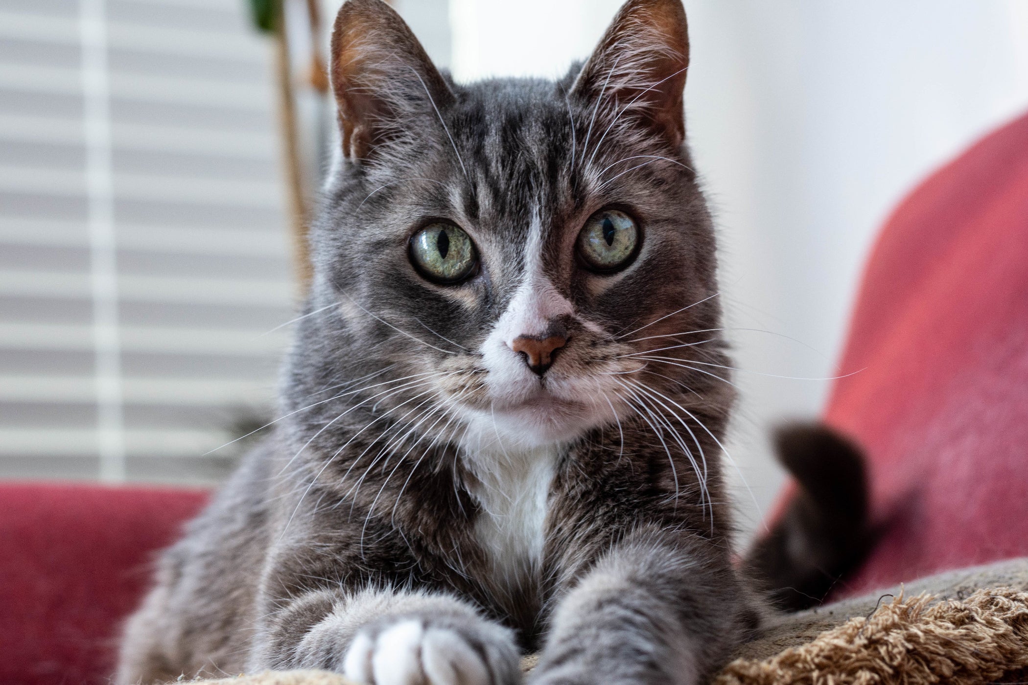 beau chat gris sur un fauteuil rouge