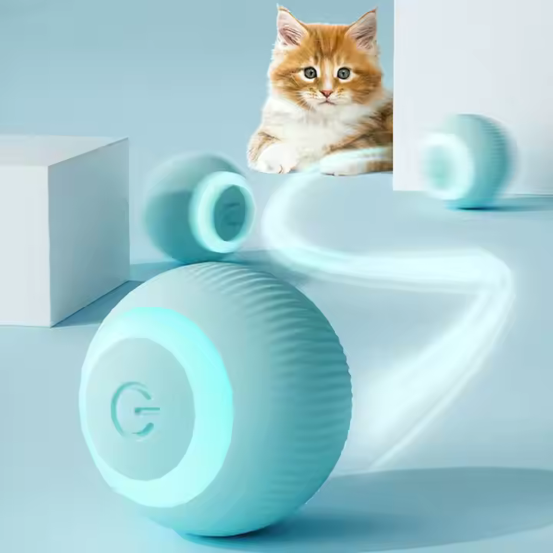 chaton étonné qui regarde une balle à déplacement aléatoire