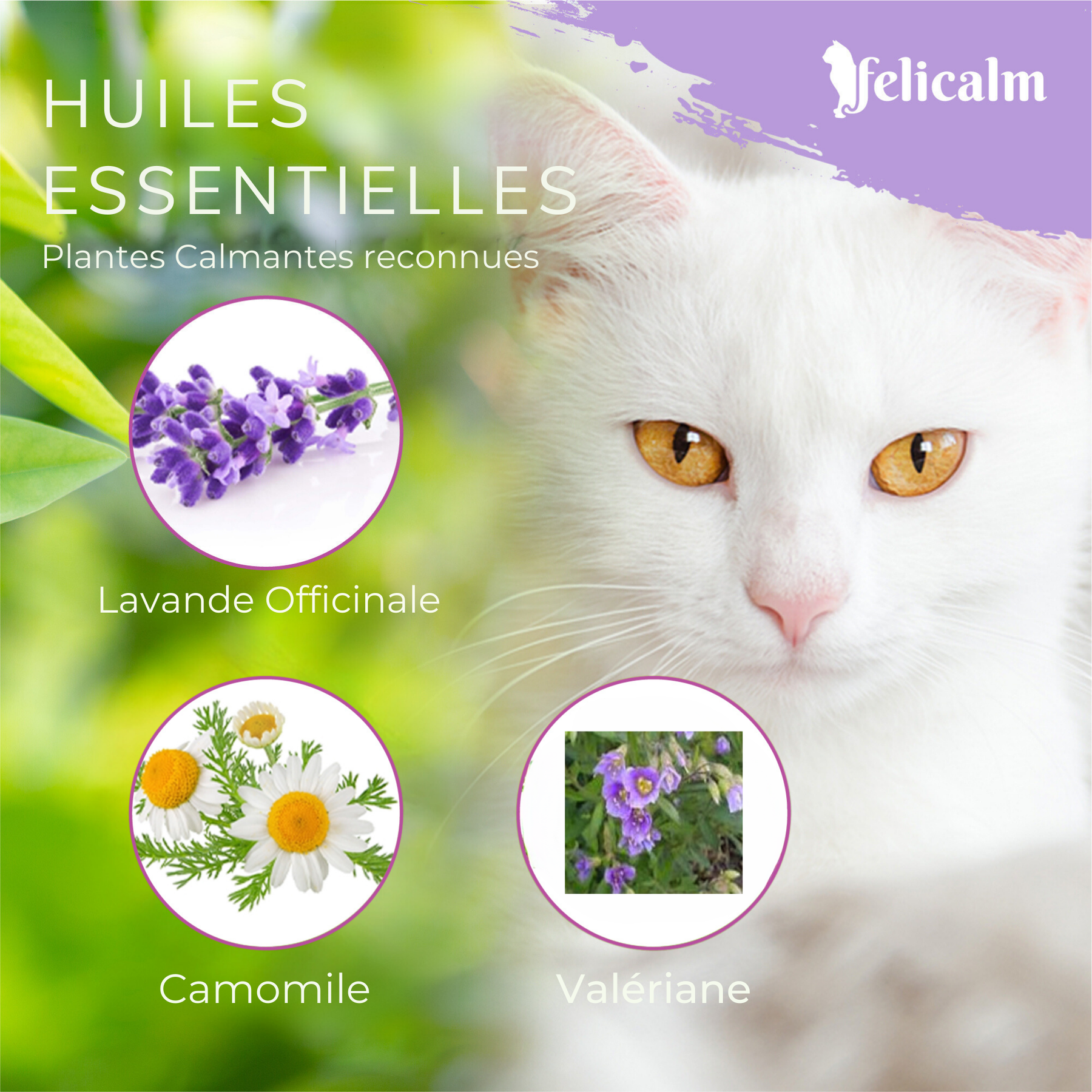 essence de plantes calmantes pour votre chat. Efficacité de la phytotérapie chez le chat