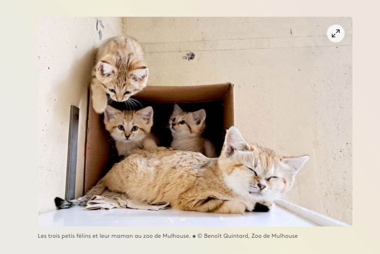 Tous nos vœux :Trois chats des sables sont nés au zoo de Mulhouse