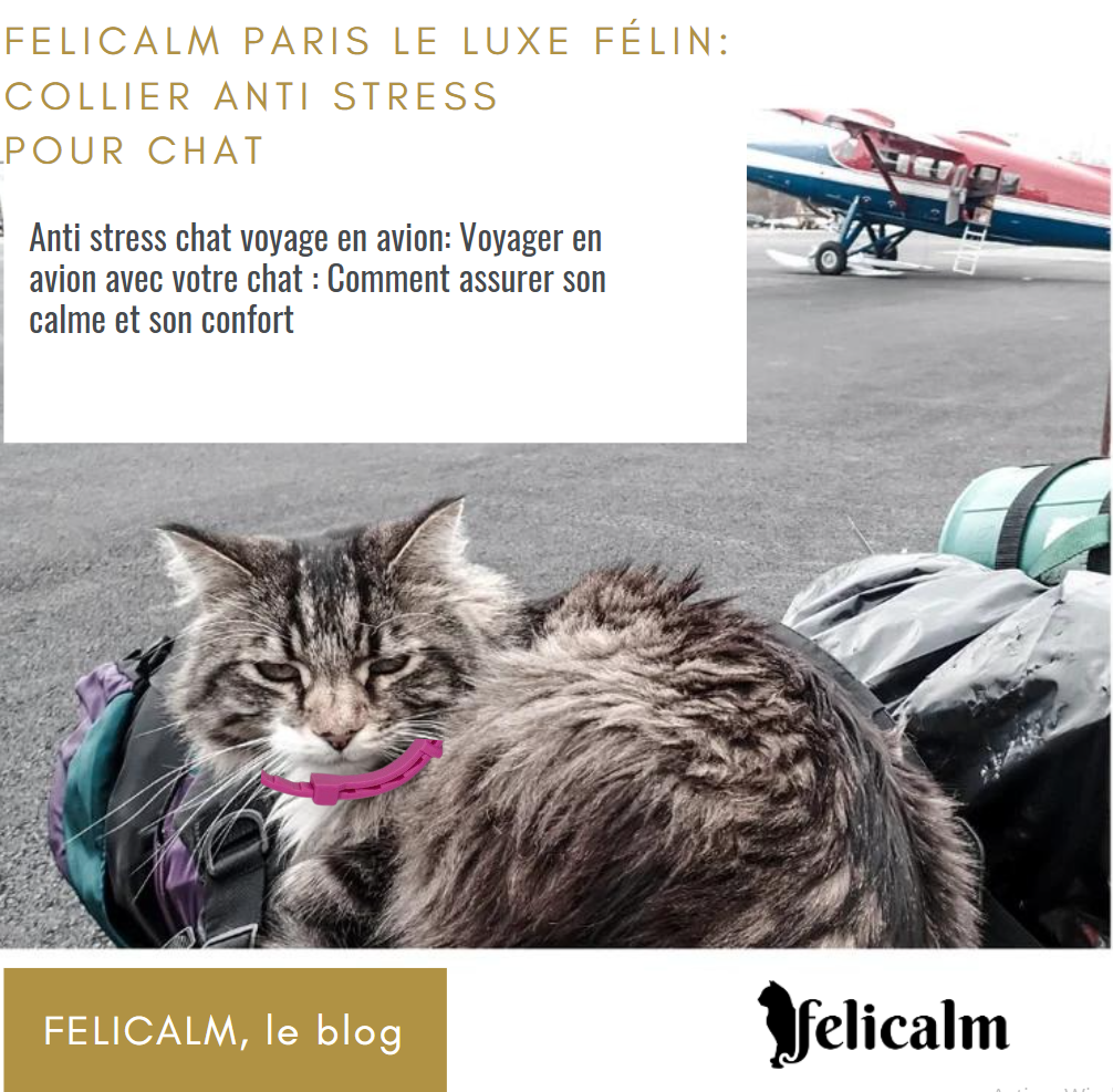 Anti stress chat voyage en avion: Voyager en avion avec votre chat : Comment assurer son calme et son confort