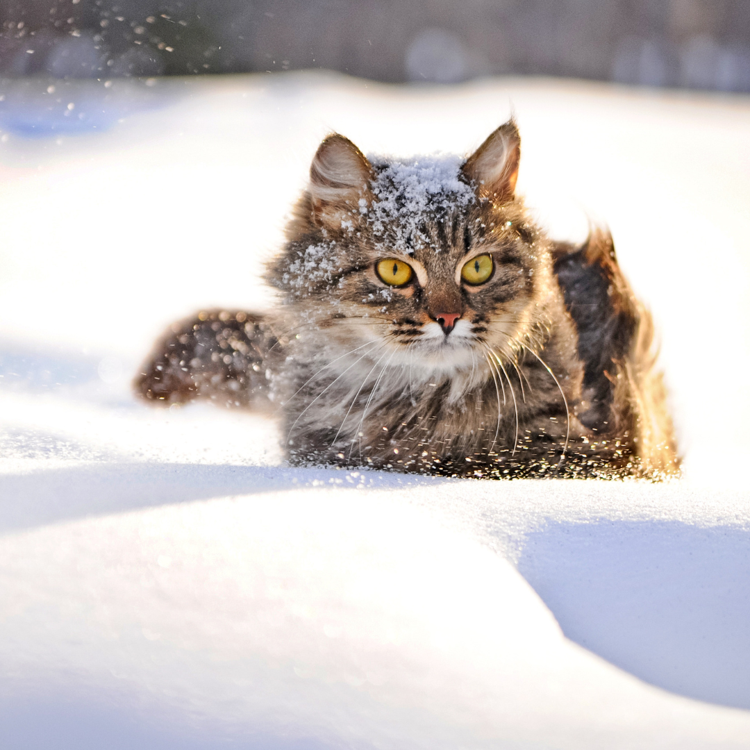 En hiver, faut-il augmenter les rations alimentaires de son chat ?