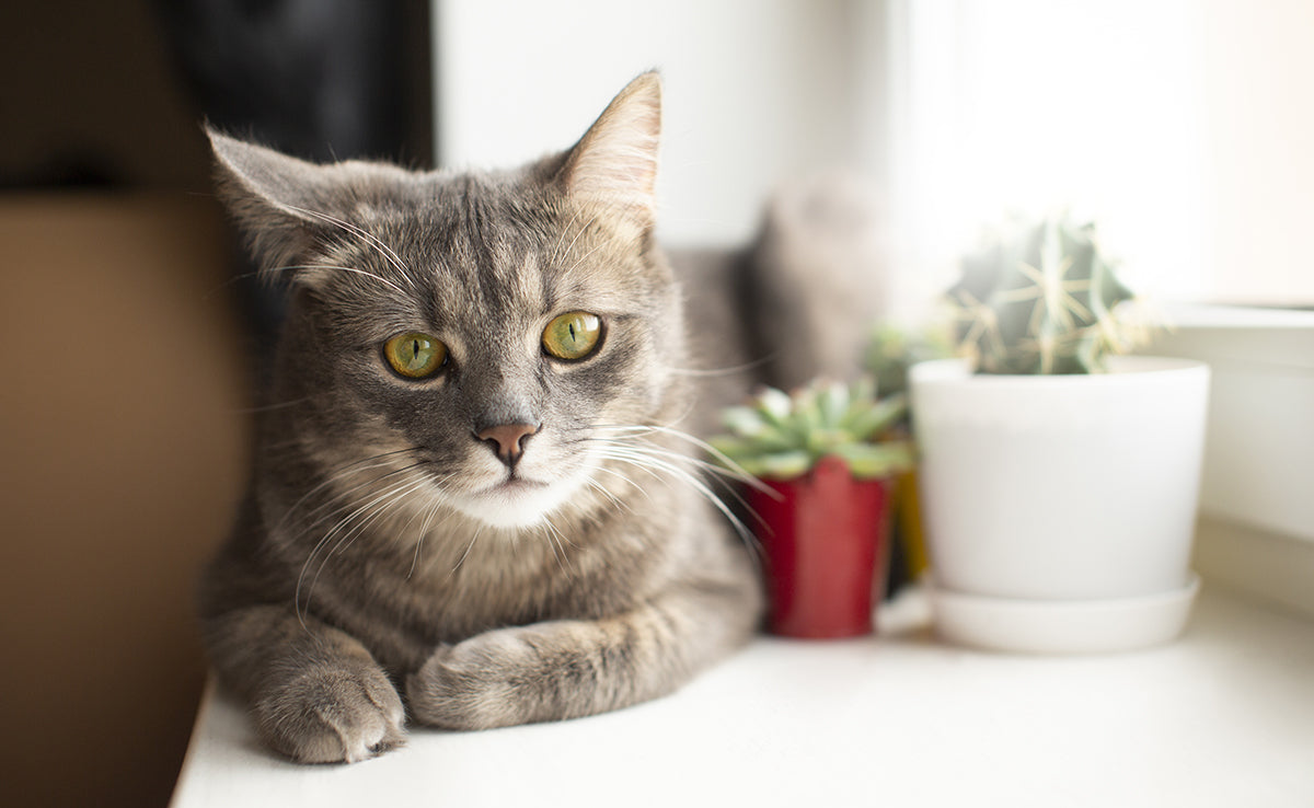 Mon chat peut-il m’oublier si je m’absente longtemps ?