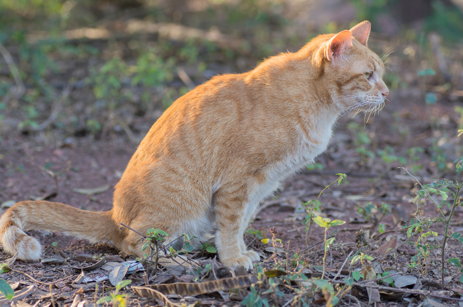 BLOCAGE URINAIRE CHEZ LE CHAT