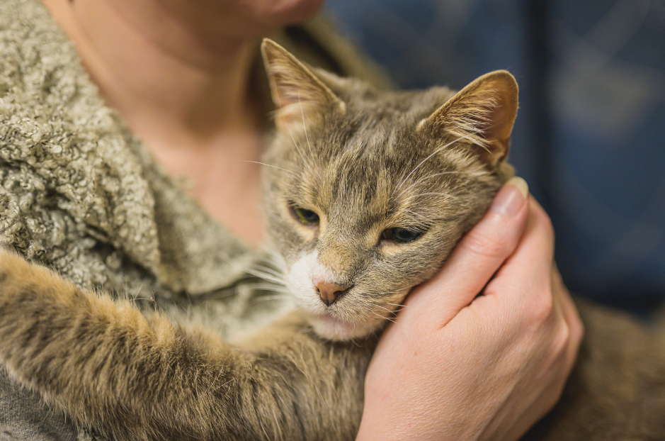 Je m'absente : que faire pour mon chat et peut-il m'oublier?