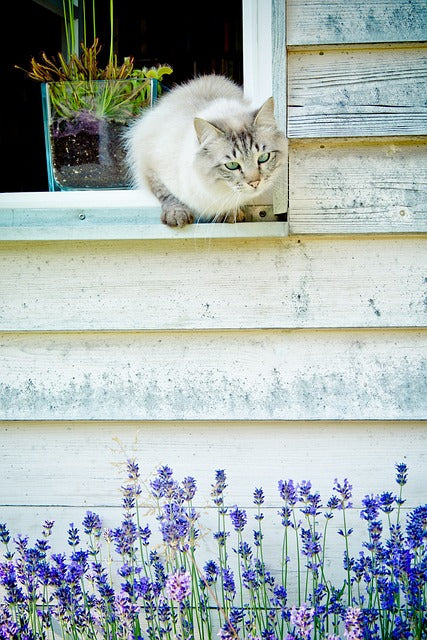 Les Propriétés Apaisantes des plantes chez le chat:  la Lavande pour Calmer votre Chat