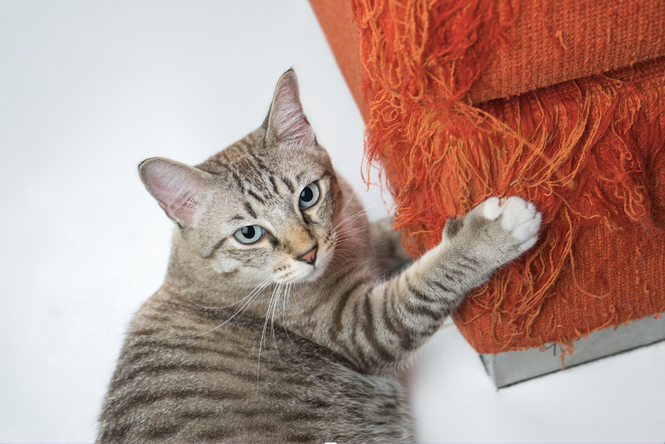 Griffures Intempestives chez les Chats : Conseils et Solutions: CHAT QUI GRIFFE ?