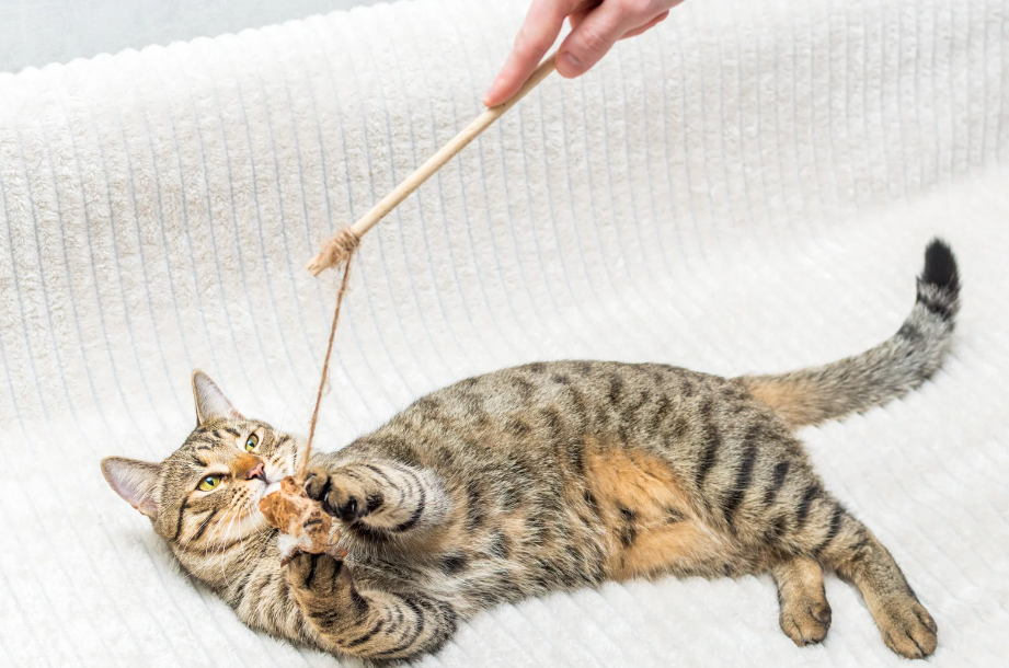 Le chat a t'il besoin de jouer  ?