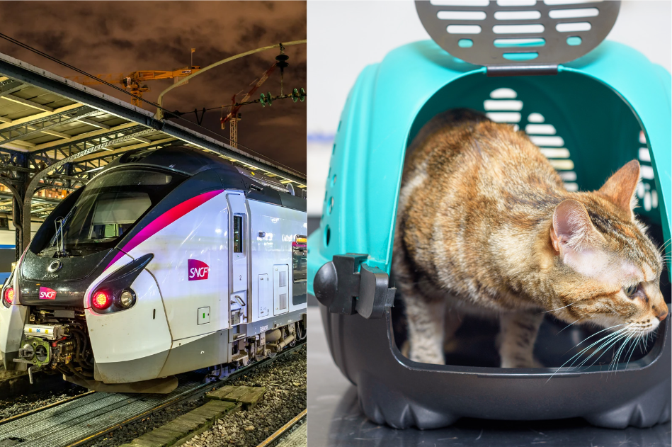 Voyager en train avec votre chat: CHAT SNCF  les règles