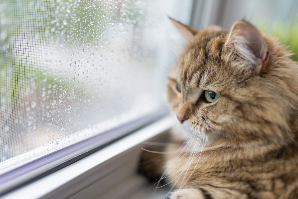 Prévenir l’ennui et les mauvais comportements chez votre chat