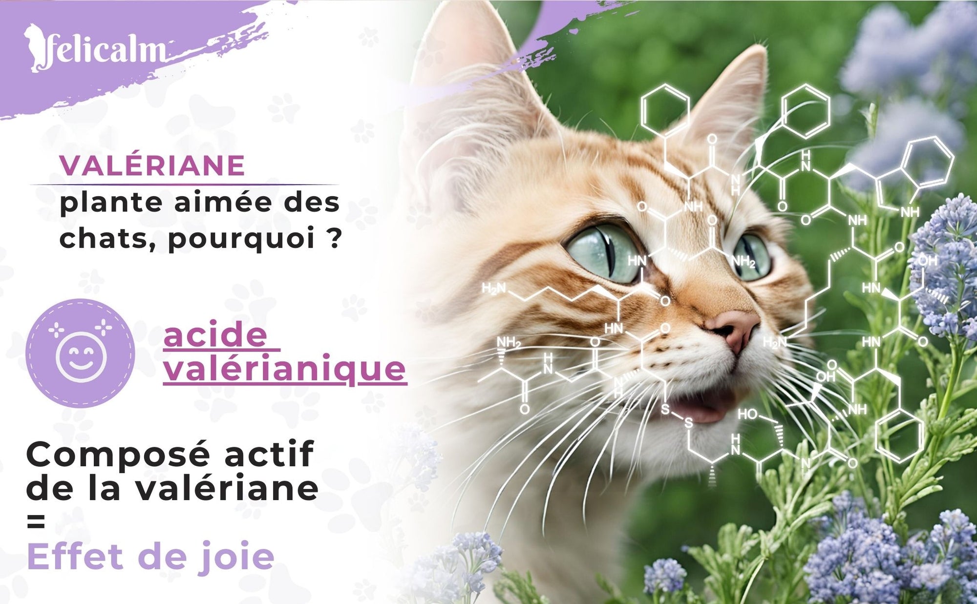 Les odeurs irrésistibles pour les chats : leurs préférences et leurs effets