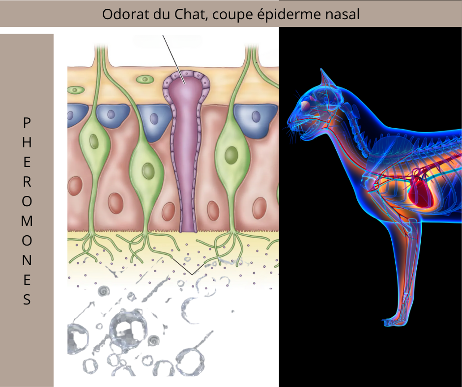 Phéromones Féline? F3 , F4 ? C’est QUOI?