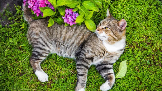 LA PHYTOTHERAPIE POUR TRAITER LA NERVOSITE ET LE STRESS DU CHAT