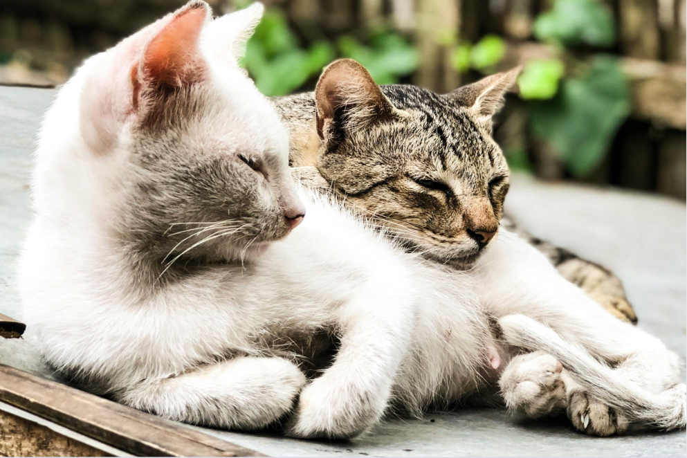 arrivée d'un nouveau chat chaton