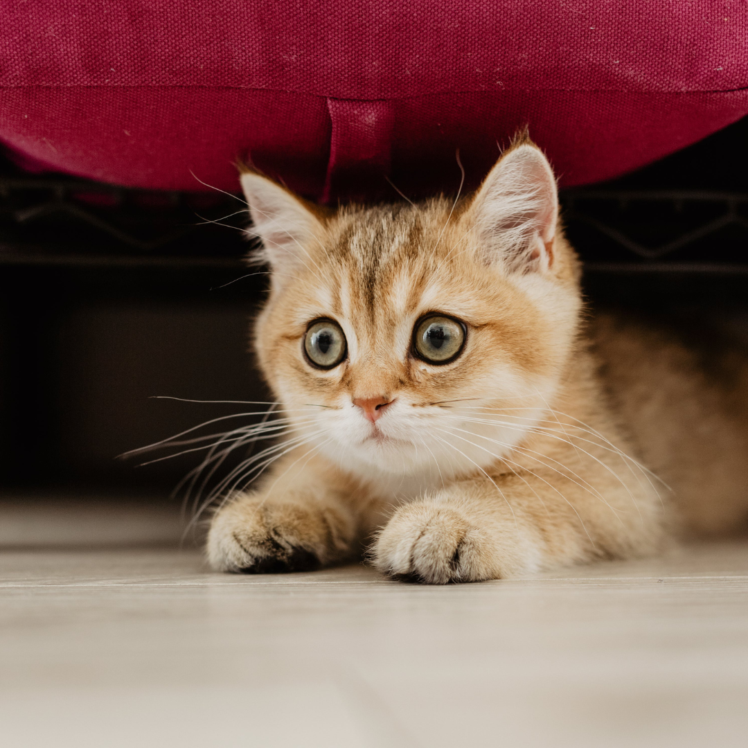 un chaton qui a peur et se cache sous un fauteuil rouge