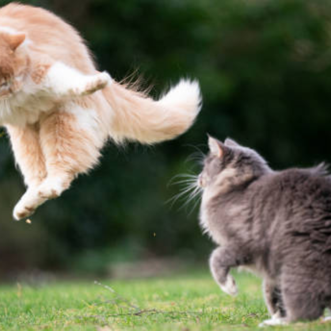 deux chats agressifs qui se battent dans un jardin 